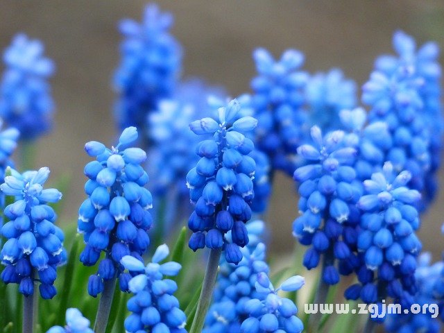 葡萄风信子的花语