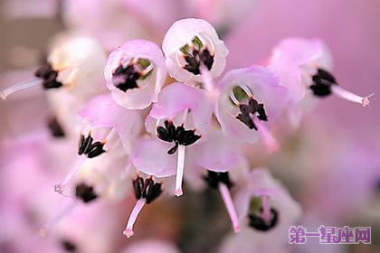 12月19日花语：欧石南，生日花语恶女