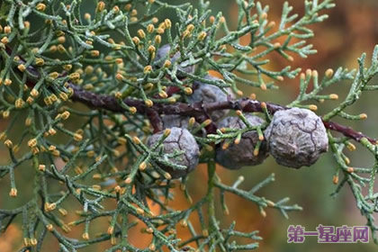 12月18日花语：印度杉，生日花语成熟