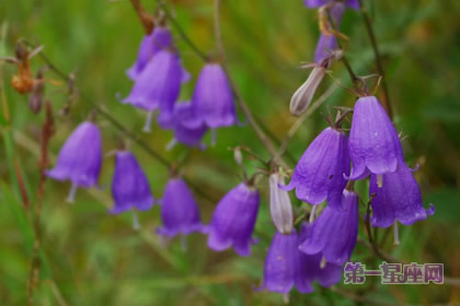 紫风铃