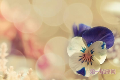 代表春节吉祥的花语？