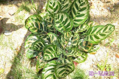 二色芋的花语和象征代表意义