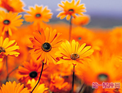 给父亲送花-非洲菊