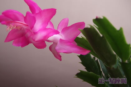 蟹爪兰的花语：鸿运当头、运转乾坤