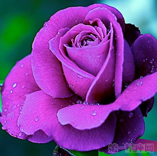 紫玫瑰花语是什么，紫玫瑰的含义！
