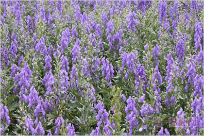 5月19日花语：附子花，生日花语恶意