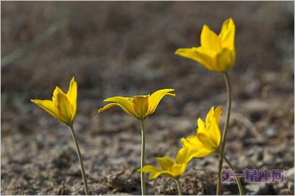 4月16日花语：野生郁金香，生日花语贞操