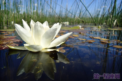 睡莲花语：出淤泥而不染