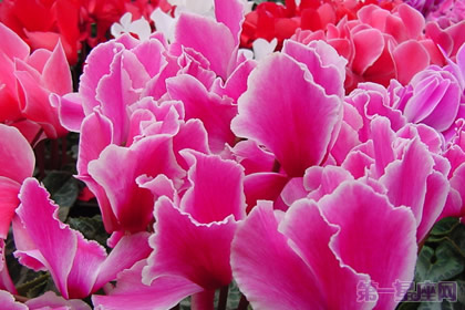 仙客来花语与传说