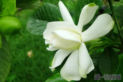 栀子花的花语是什么？