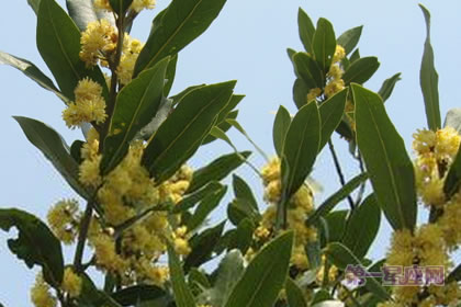 2月1生日花：月桂树，生日花语热情