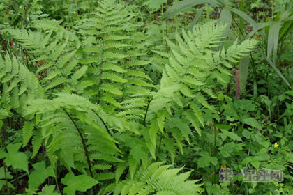 1月30生日花：铁角凤尾草，生日花语热情