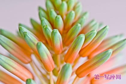 龙舌兰花语：为爱付出一切