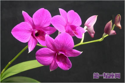 石斛兰花语：人性之美，慈爱专属