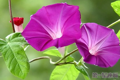 牵牛花花语：爱情永固