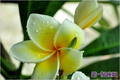 鸡蛋花的花语：不安分的安静