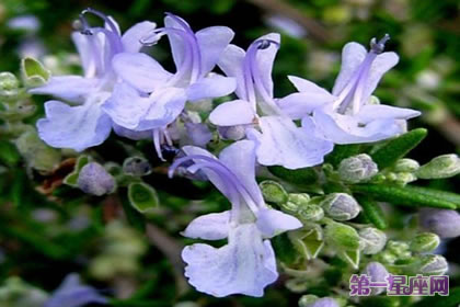 花语传说：迷迭香的花语与传说是什么？