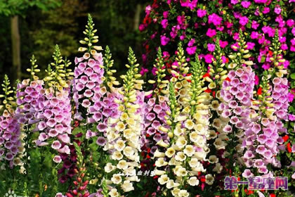 不常见的花与花语：毛地黄花花语