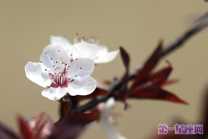 不常见的花与花语：郁李花的花语是什么？