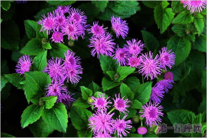 生日花语：藿香蓟的花语