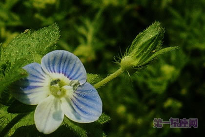 3月10日花语：弹指婆婆纳，生日花语除厄