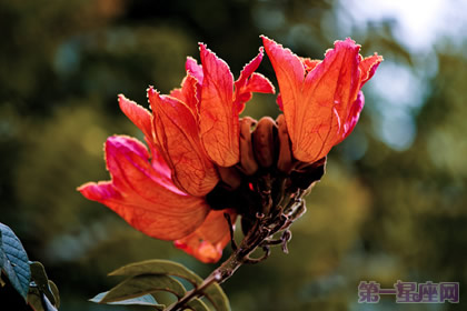 加蓬的国花是什么？是火焰树吗？