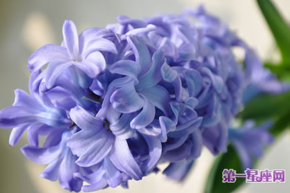 各种花的花语：代表忧伤的花和花语