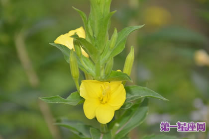 7月8日花语：待霄草，生日花语夜行性