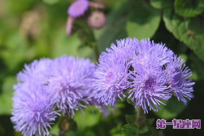 7月23日花语：西洋山萝卜，生日花语水边