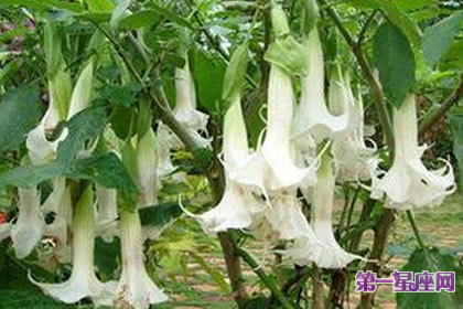 8月1日花语：白花曼陀罗，生日花语适度