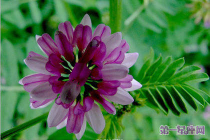 9月4日花语：肥皂花，生日花语净化