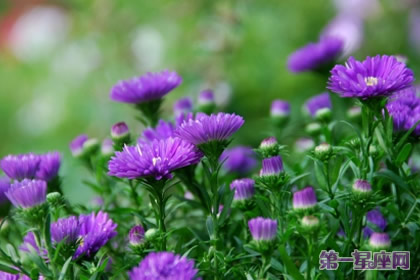 9月16日花语：紫苑，生日花语柔软