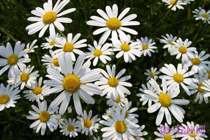 花语：法国菊，生日花语女权主义