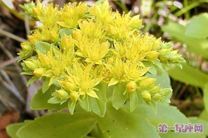 花语：秋麒麟草，生日花语施舍