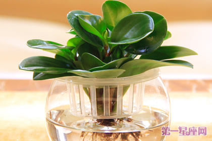 豆瓣绿花语：中立公正、雅致、少女的娇柔