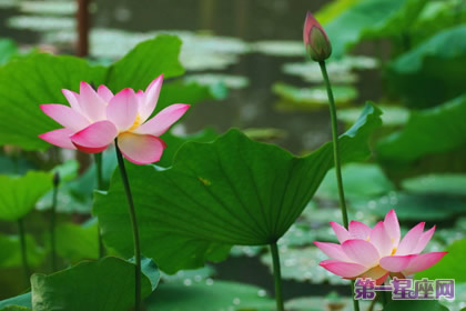 荷花的花语：清白、坚贞、纯洁