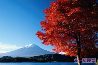 花语：月桂树，生日花语灵巧