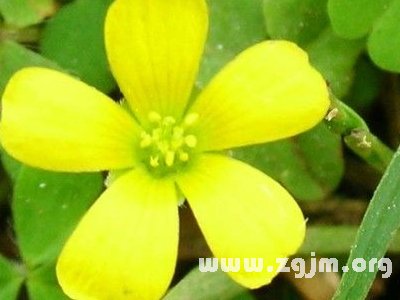 百慕达奶油花的花语