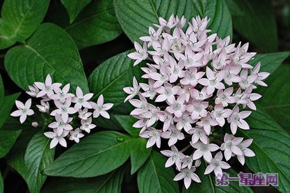 雨伞花的花语你知道吗？