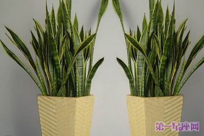 11月16日花语：岳母舌，生日花语是非