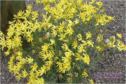 1月2日生日花：野滥缕菊，生日花语睿智