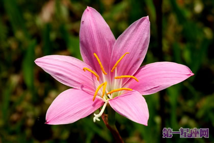 花语大全：什么花的花语是坚强？