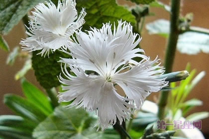 6月6日花语：姬瞿麦，生日花语恩宠