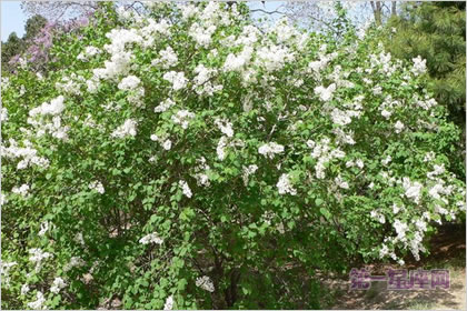 5月23日花语：洋丁香，生日花语思乡