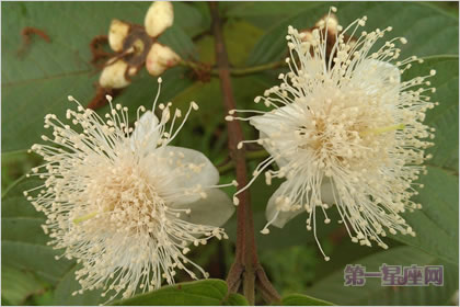 5月20日花语：粟树花，生日花语恶作剧