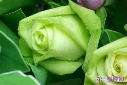 玫瑰花语：绿玫瑰的花语是什么？