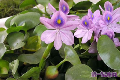 凤眼莲的花语及象征代表意义