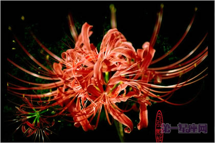 2月17日生日花语：金线番红花，生日花语清廉