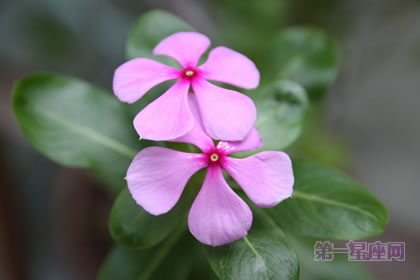 2月26生日花语：小长春花，生日花语适应