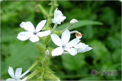 4月8日花语：常春藤，生日花语感化